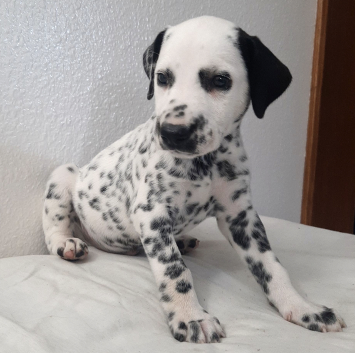 comprar cachorros sanos, baratos y asequibles para la venta